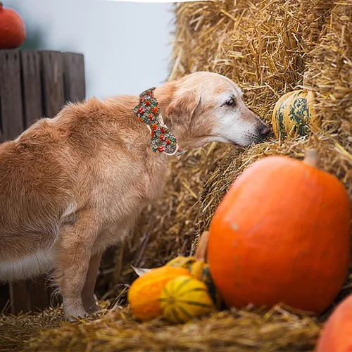 Miniatura 6 de Elegant little tail - Collar de otoño para perros, collares de Halloween para mascotas con corbatín, lindo estampado de flores y calabaza, collares