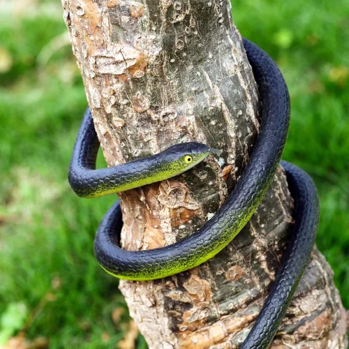 Miniatura 7 de Blulu 3 Piezas Serpientes de Goma Realistas Grandes Falsas Juguetes de Plástico para Jardín para Alejar Aves Espantar Ardillas Broma de Halloween