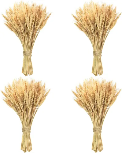 Miniatura 11 de Tallos de trigo seco de 17.7 pulgadas, 100 tallos de flores secas 100% trigo natural para el hogar, cocina, oficina, arreglo floral, mesa de boda