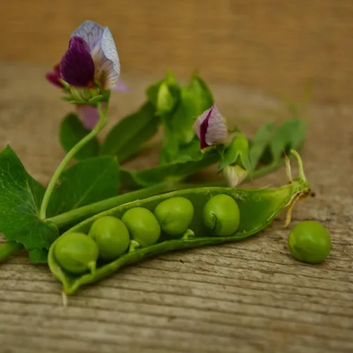Miniatura 4 de Guisante de azúcar gris enano – 4 onzas a granel (~650 semillas) – Variedad de reliquia y polinizada abierta, fácil de cultivar y tolerante al frío