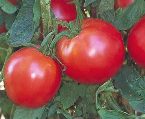 Miniatura 3 de Bradley Tomato Seeds - Tomate determinado que facilita el enlatado a medida que los tomates maduran al mismo tiempo - 100 semillas