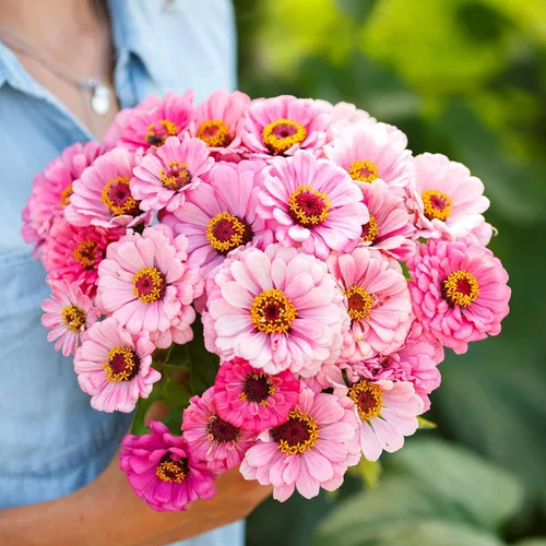 Miniatura 11 de Eden Brothers - Semillas de zinnia, cactus con flores, sin OMG, plantar en primavera, paquete, flores de bajo mantenimiento, zonas 3, 4, 5, 6, 7, 8