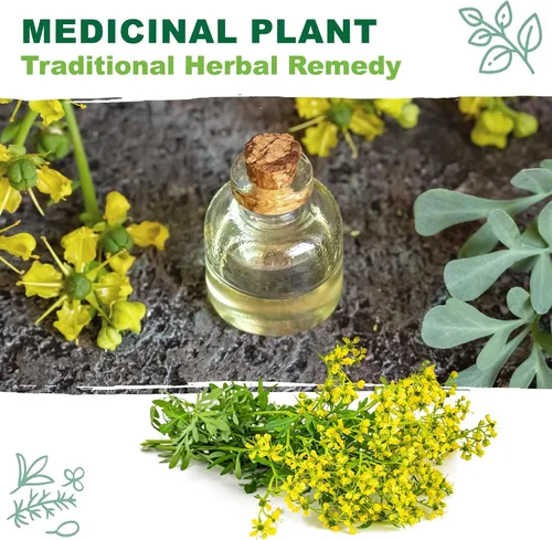 Miniatura 5 de TKE Farms & Gardens - Semillas de ruda para plantar, 1 gramo, 500 semillas autóctonas, sin transgénicos, instrucciones incluidas, Ruta graveolens