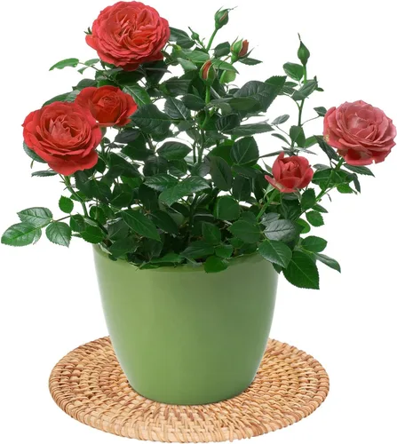 Miniatura 5 de Manteles individuales redondos tejidos, manteles individuales de mimbre natural, resistentes al calor, antideslizantes, manteles redondos trenzados