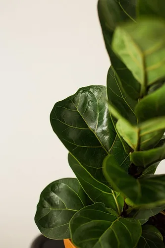 Miniatura 8 de Fiddle Leaf Fig Tree Plant Food - Fertilizer Granules Feed Continuously for 6 Months NPK 15-5-10 Slow-Release Fertilizer for Potted Fig Leaf and