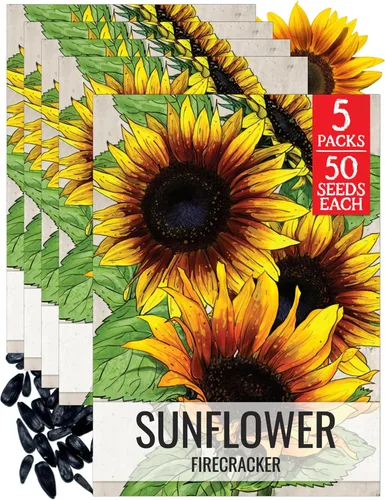 Miniatura 23 de Seed Needs Semillas de girasol para plantar girasoles de manchas solares enanas, semillas de flores de corte anual de polinización abierta