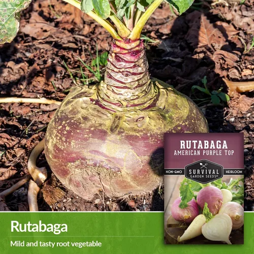 Miniatura 3 de Survival Garden Seeds - 1 paquete de semillas de Rutabaga púrpura estadounidense para plantar con instrucciones para cultivar Brassica Napus en tu