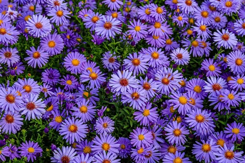 Miniatura 3 de 50 semillas de flor de Aster de Arroz (Aster tupido) Aster Dumosus