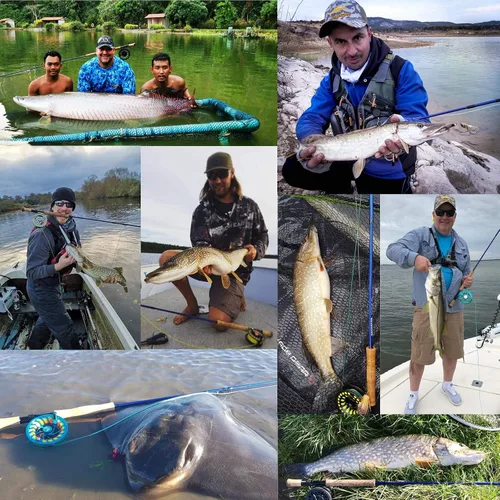 Miniatura 7 de M MAXIMUMCATCH Maxcatch Predator Big Game y caña de pescar con mosca de agua salada: 7'11''/9'2''/10', 4 piezas, 8/9/10/11/12