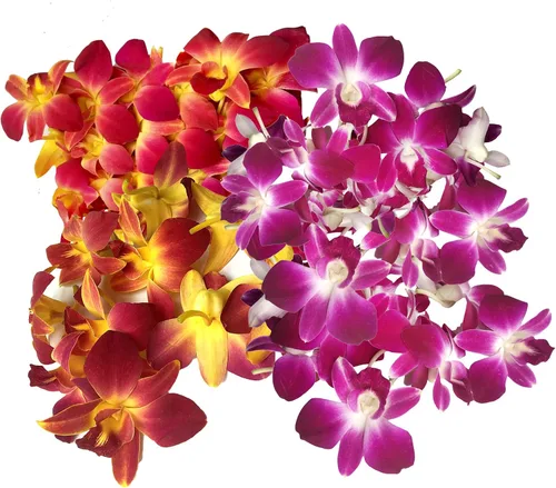 Miniatura 14 de Miami Fresh Orchid Flower OrchidClub USA Sunne Tropical Loose Bloom DIY Lei Food Drink Decoración (50 morado)