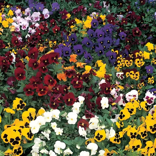 Miniatura 2 de Swiss Giant - Mezcla de semillas de pensamiento – Flores grandes y vibrantes 100 semillas sin OMG para plantar Anuales resistentes al frío