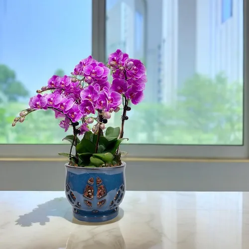 Miniatura 7 de W&W Maceta de orquídeas con agujeros y platillo para trasplantar, azul, 6.5 pulgadas