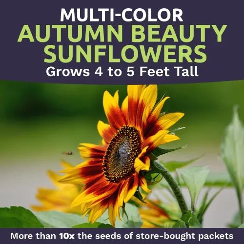 Miniatura 4 de Autumn Beauty Semillas de girasol – Bolsa a granel de 1/4 de libra – Más de 5,000 semillas de flores silvestres polinizadas abiertas sin OMG