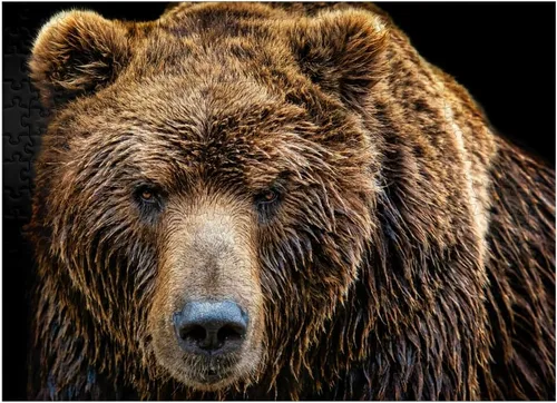 Miniatura 7 de MyPuzzle Brown Bear Ursus Arctos Beringianus - Rompecabezas prémium de 100 piezas para adultos