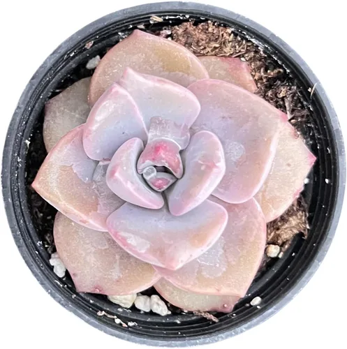 Miniatura 9 de Sprout N Green Echeveria 'Snow Angel', suculenta viva totalmente enraizada en maceta de 2 pulgadas, planta de casa para el hogar, oficina, boda