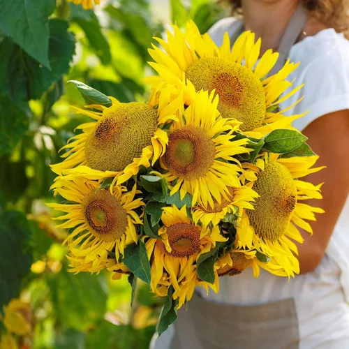 Miniatura 10 de Eden Brothers Semillas de girasol - Autumn Beauty