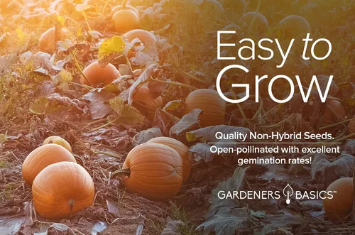 Miniatura 7 de Gardeners Basics, Semillas de calabaza para plantar (Jack O Lantern) reliquia, variedad de verduras sin OMG, 0.07 onzas de semillas ideales