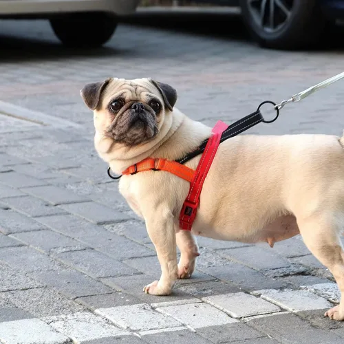 Miniatura 5 de Didog Arnés para Perros sin Jalón con Mango Acolchado Suave, Ajustable y Ligero, Chaleco de Ajuste Rápido, Fácil para Entrenamiento y Paseo para Azul