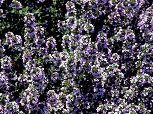 Miniatura 26 de Greenwood Nursery: Plantas vivas de cobertura del suelo - Bugleweed Blueberry Muffin + Ajuga Reptans - [Cantidad: 1x Maceta de Pinta]