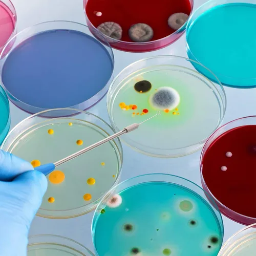 Miniatura 4 de Hotop 2 Piezas Asa de Inoculación Micología Asa de Inoculación Reutilizable con 90 Asas de Inoculación de Nicromo Metálicas Reemplazables Varilla