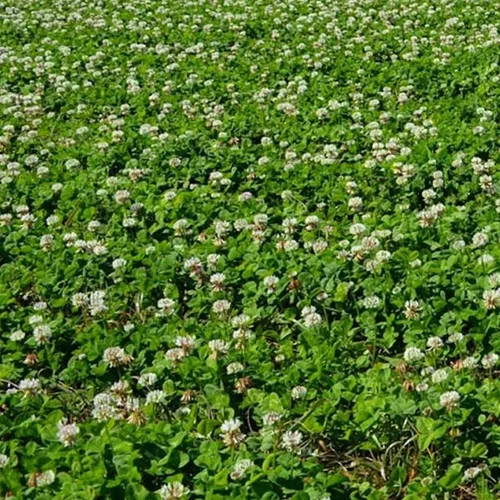 Trébol dulce orgánico de flor amarilla – 1 onza ~ 15,625 semillas – Orgánico, sin OMG, polinizado abierto – Bienal – Cultivo de cobertura del suelo