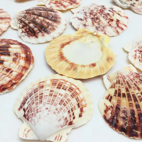 Miniatura 16 de Conchas marinas Pepperlonely, vieiras de diferentes tamaños