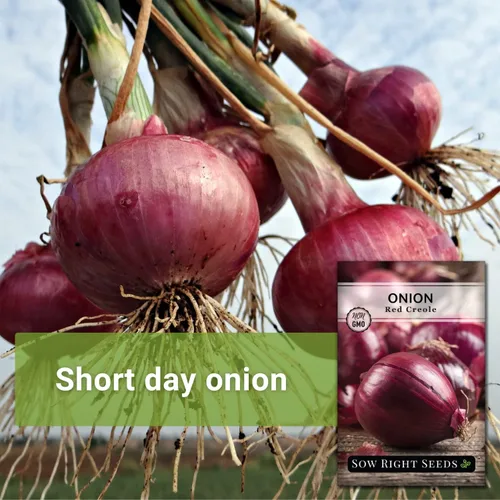 Miniatura 3 de Sow Right Seeds - Semillas de cebolla criolla roja para plantar - Paquete de reliquia sin OMG con instrucciones para plantar un huerto casero