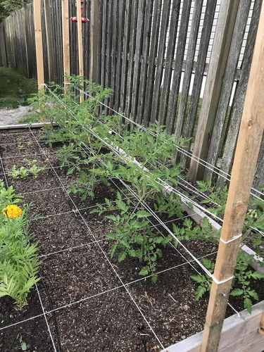 Miniatura 3 de Guita de jardín para atar tomate de 6300 pies