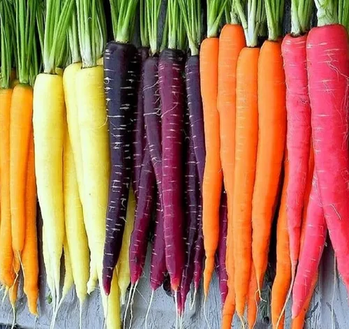 Semillas de Zanahoria Arcoíris para Plantar Paquetes de Reliquia 750 Semillas – Planta y Cultiva Zanahorias Arcoíris en el Jardín de tu Hogar al