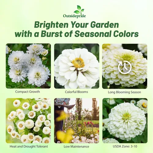 Miniatura 3 de Outsidepride - Zinnia Elegans, 1000 semillas anuales, Lilliput White, flores para plantar, color blanco