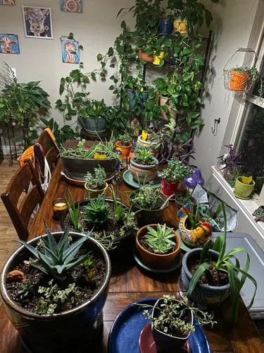 Miniatura 6 de Garsum Trampa para Moscas de la Fruta Amarilla Pegajosa 18 piezas Matamoscas de Hongos para Plantas de Interior y Exterior Atrapador de Insectos