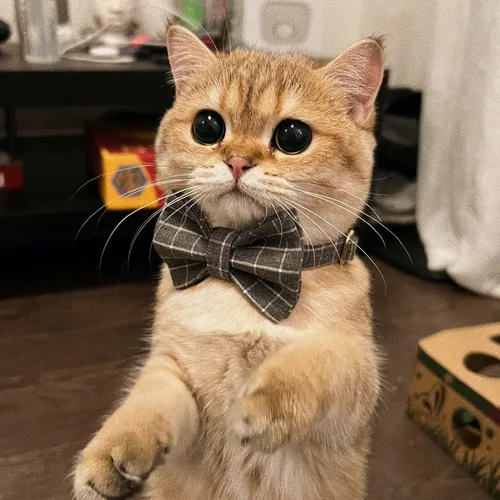 Miniatura 5 de PETDURO Collares de gato a cuadros hechos a mano personalizados con campana y hebilla de metal grabada con nombre personalizado para gatos lindos