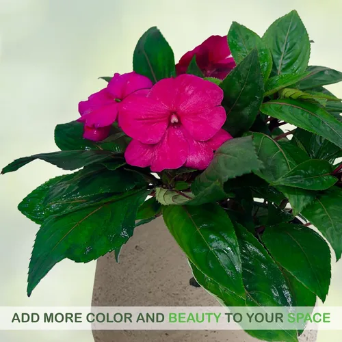 Miniatura 5 de LEAL PLANTS ECUADOR Impatiens Pink 2 Pack – Anual floreciente exuberante con flores rosas suaves, planta tropical de fácil cuidado, purificadora