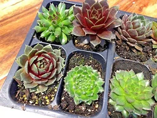 Miniatura 4 de Mini suculentas vivas para boda, recuerdo de ducha, plantas sempervivum, gallinas, pollitos resistentes para jardín de hadas, 12 paquetes