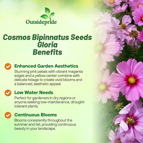 Miniatura 3 de Outsidepride Gloria Cosmos Bipinnatus Seeds - 1000 piezas anuales, fáciles de cultivar y tolerantes a la sequía, semillas de flores para plantar