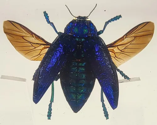 Miniatura 10 de 44mm Hormiga gigante tropical real en resina de lucita transparente cristalina, espécimen preservado Pseudoneoponera Rufipes, taxidermia