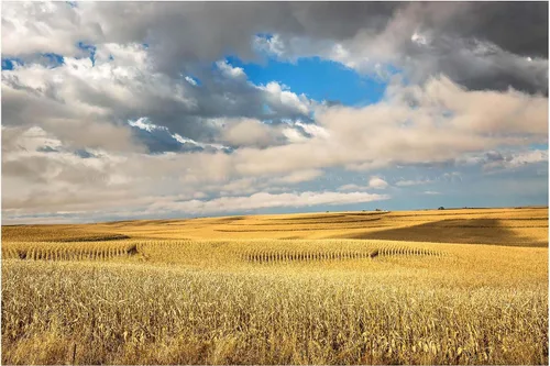 Impresión de fotografía campestre (no enmarcada) Imagen de campos de maíz en terrazas doradas bajo el cielo de ensueño en el día de otoño en Iowa