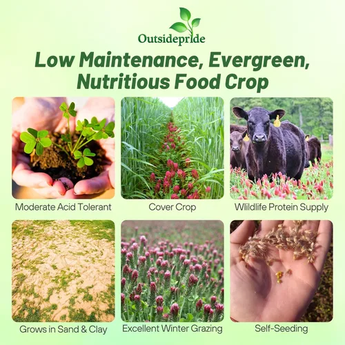 Miniatura 2 de Outsidepride - Semillas de trébol escarlata leguminosa para pasto, heno, abono verde, cultivo de cobertura, forraje para vida silvestre y más, 1/4 lb