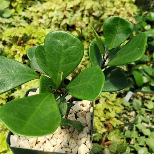 Miniatura 3 de Ficus triangularis