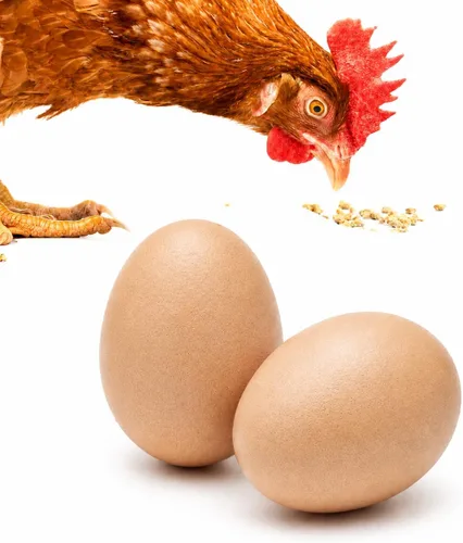 Miniatura 7 de SunGrow Huevos de madera falsos para entrenar a los pájaros de que no se pongan en las cajas de anidación y para dejar de comer sus propios huevos