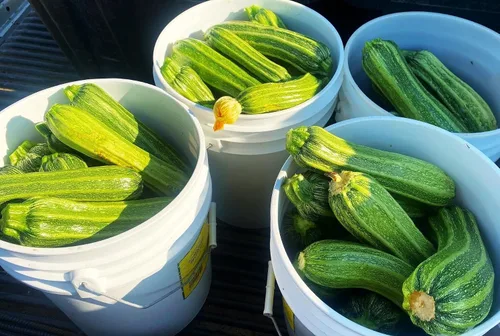 Miniatura 4 de TomorrowSeeds - Semillas de calabacín Costata Romanesco - Paquete de 20 unidades - para plantar semillas de jardín 2025 acanaladas italianas a rayas
