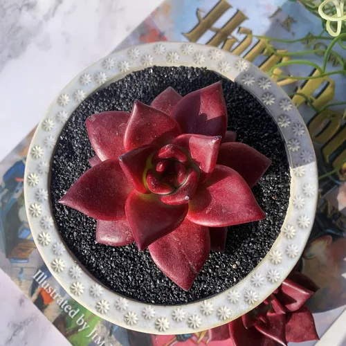 Miniatura 4 de Echeveria Agavoides v Romeo Rubin Grandes Plantas Suculentas Vivas Raras, 1 Cabeza 2-2.5" Raíz Desnuda Sin Maceta y Tierra, Decoración de Jardín