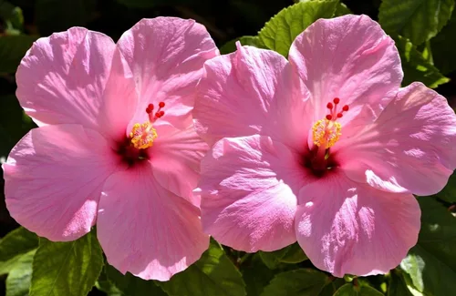 Miniatura 6 de Semillas de flores de hibisco para plantar, plantas exóticas, semillas de bonsái, flor gigante, plantas tropicales en maceta, semillas de reliquia