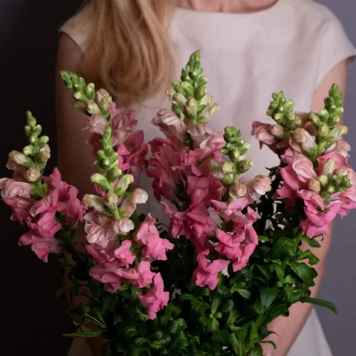 Miniatura 2 de Seeds Snapdragon Tall Pink
