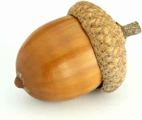 Miniatura 8 de Plántula de árbol vivo para plantar - Cultivar plantas de árboles vivos - No se envía a California (Pacana del Norte)
