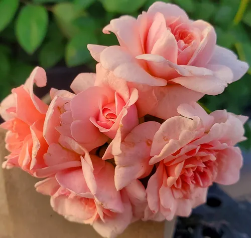 Ma Cherie Roses: planta viva de rosas trepadoras Cecille Brunner, maceta de 2 cuartos de galón, arbustos de rosas listas para plantar, plantas vivas