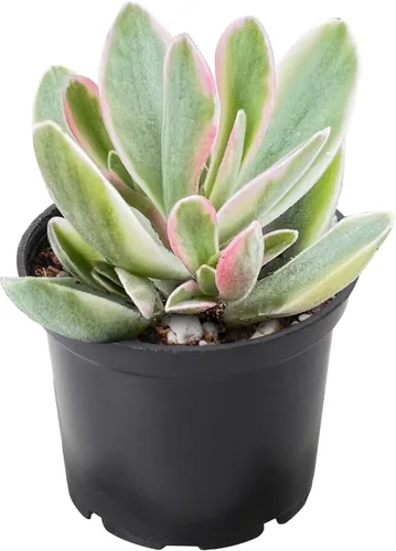 Planta Suculenta Variegada Rara "Money Maker" de 2", Plantas Suculentas Vivas Completamente Enraizadas en Macetas de Cultivo, Regalo Único para