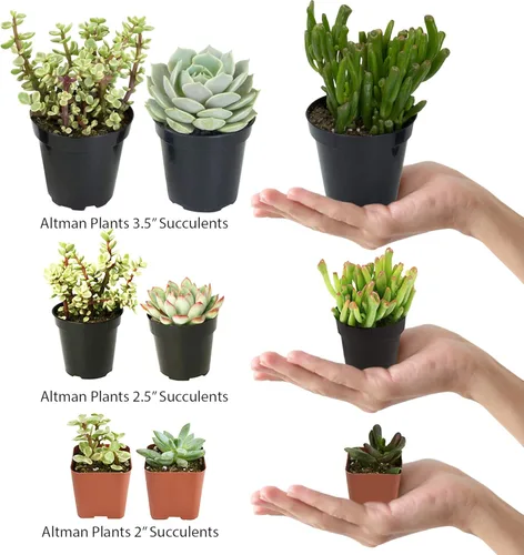 Miniatura 2 de Altman Plants - Colección de cactus surtidos para jardines, contenedores o regalos