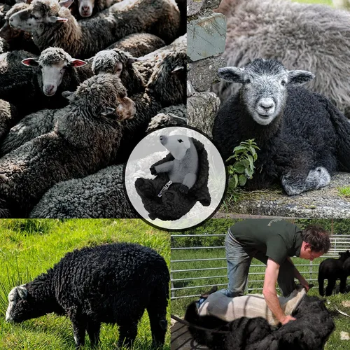 Miniatura 4 de AGRIMONY Bonitos animales de peluche de oveja afeitada, pequeños peluches de cordero kawaii, juguetes de peluche, regalos divertidos de Pascua San