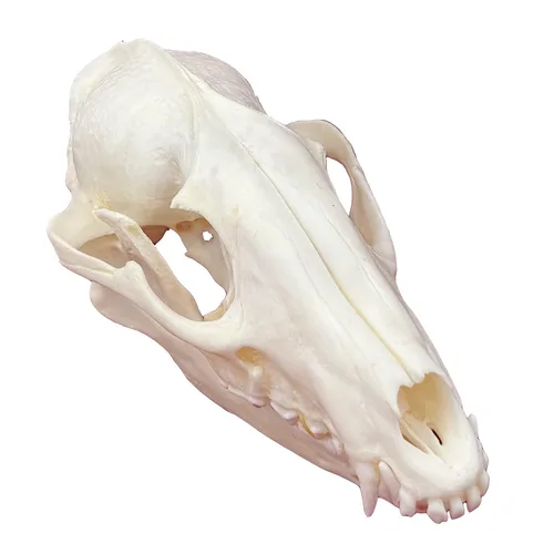 Miniatura 9 de Calaveras de animales reales en taxidermia, espécimen de huesos reales, suministros de taxidermia para educación científica, regalo especial